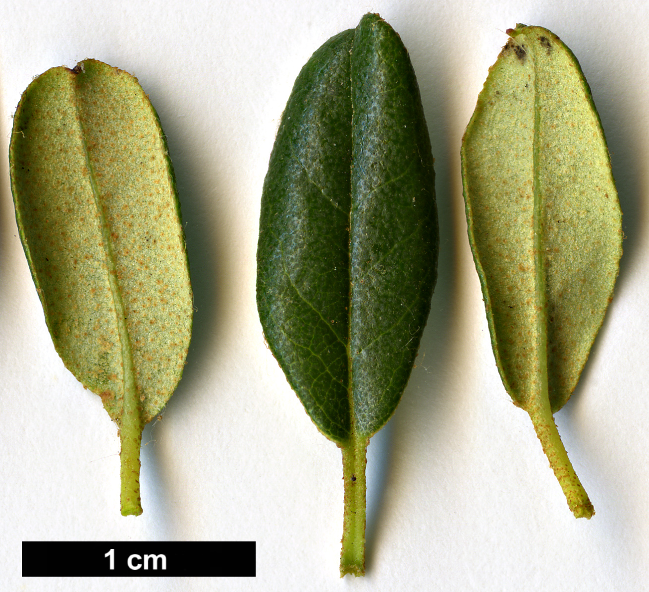 High resolution image: Family: Ericaceae - Genus: Rhododendron - Taxon: anthopogon - SpeciesSub: subsp. hypenanthum 'Annapurna' High resolution image: Family: Ericaceae - Genus: Rhododendron - Taxon: anthopogon - SpeciesSub: subsp. hypenanthum 'Annapurna'